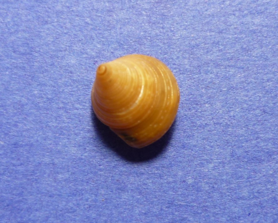 Calliostoma laugieri?